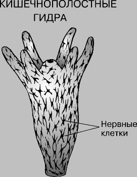 Кракен ат вход